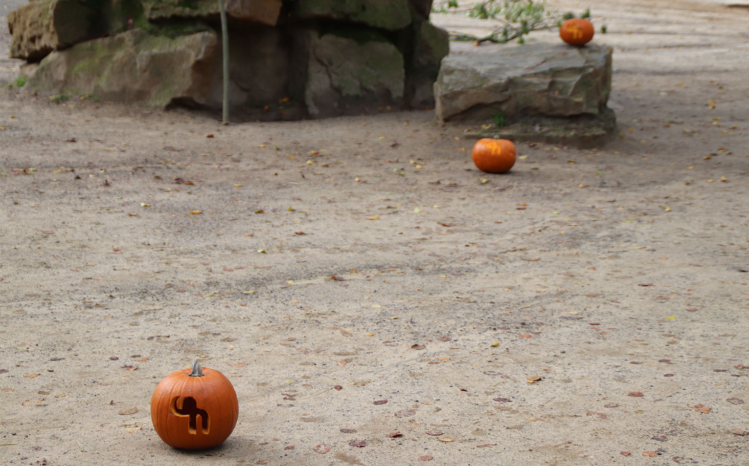 Schuchmann Halloween (2)1019